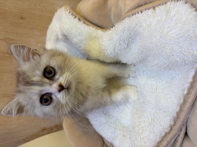 埼玉県のミヌエット (OneDo吹上店/2025年11月27日生まれ/男の子/シルバータビー)の子猫