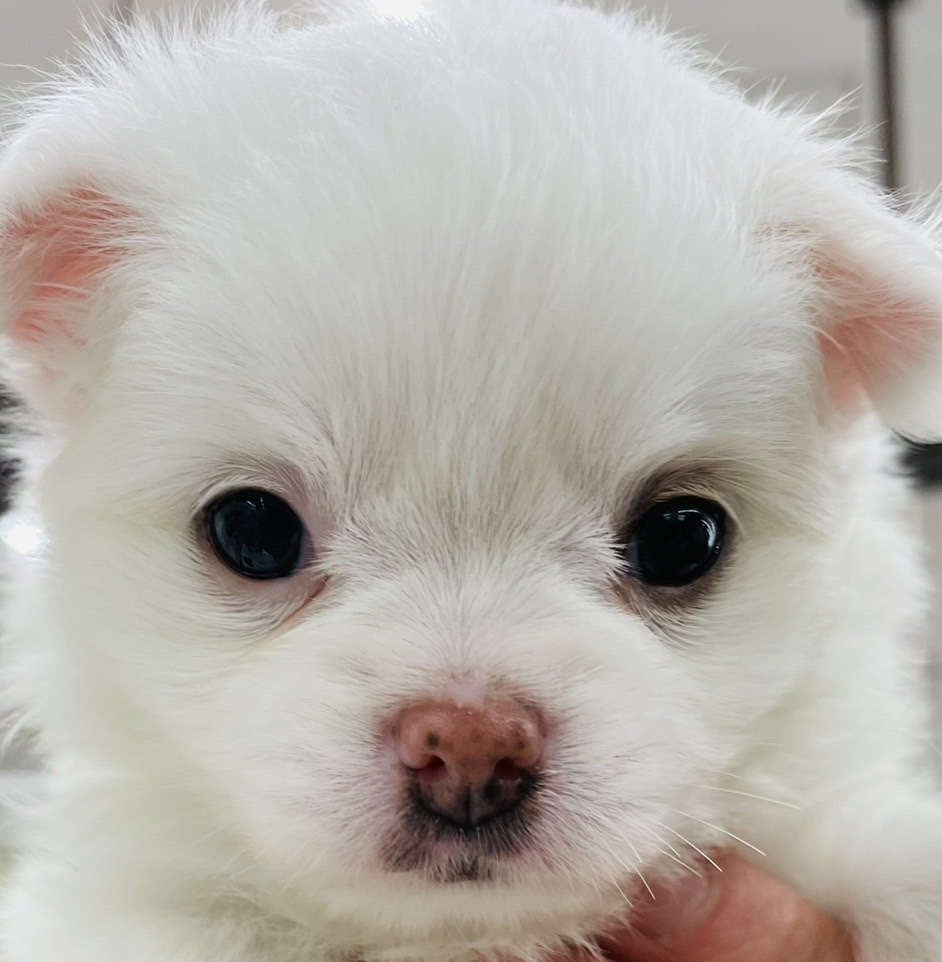 北海道のチワワ(ロング) (ジャパンペッツトレーディング苫小牧中央店/2025年11月30日生まれ/女の子/ホワイト)の子犬