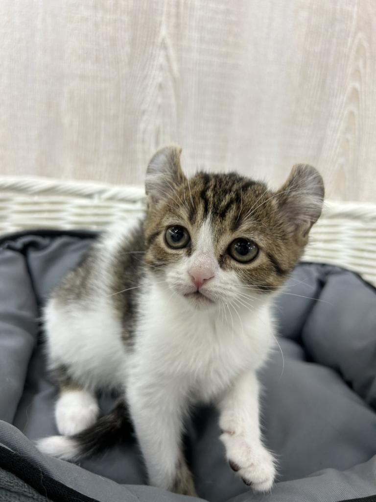 栃木県のアメリカンカール (OneBuddy宇都宮店/2026年1月30日生まれ/女の子/ブラウンタビーホワイト)の子猫