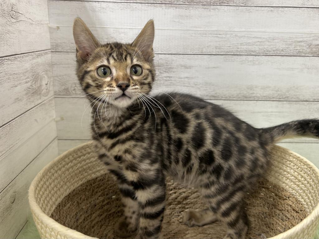茨城県のベンガル (OneBuddyトモニーつくば店/2025年12月18日生まれ/男の子/ブラウンスポットタビー)の子猫