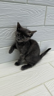 埼玉県のオリエンタルショートヘアー (ペットプラザ草加松原店/2026年2月7日生まれ/女の子/ブルークリーム)の子猫の2枚目の画像