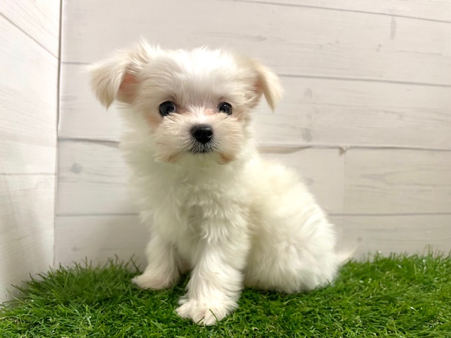 茨城県のチワマル/マルチワ(チワワ×マルチーズ) (ペッツワン日立店/2025年11月29日生まれ/男の子/ホワイト)の子犬