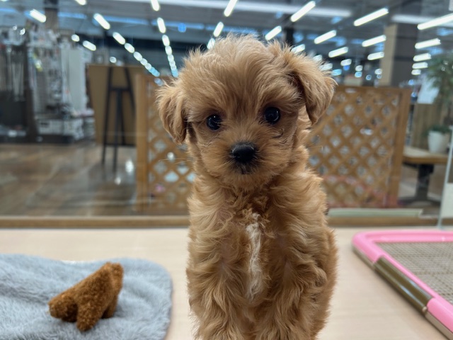 千葉県のハーフ犬・ミックス犬 (ペッツワン木更津金田店/2025年11月28日生まれ/男の子/アプリコット)の子犬の1枚目の画像