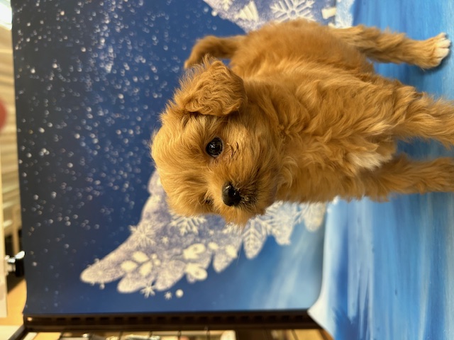 千葉県のハーフ犬・ミックス犬 (ペッツワン木更津金田店/2025年11月28日生まれ/男の子/アプリコット)の子犬の2枚目の画像