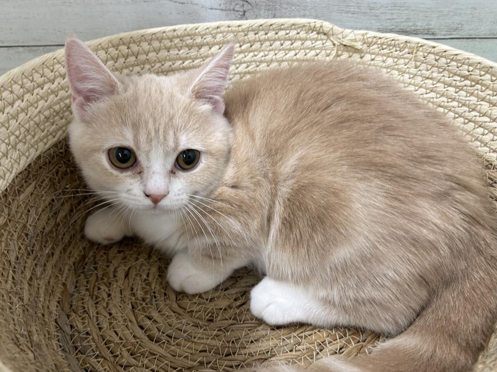 茨城県のマンチカン (OneBuddyトモニーつくば店/2025年11月25日生まれ/女の子/クリームタビーホワイト)の子猫の1枚目の画像