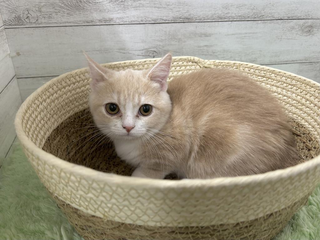 茨城県のマンチカン (OneBuddyトモニーつくば店/2025年11月25日生まれ/女の子/クリームタビーホワイト)の子猫の2枚目の画像