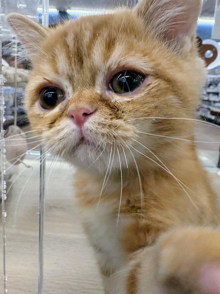 北海道のスコティッシュフォールド (ジャパンペッツトレーディング屯田店/2025年12月18日生まれ/男の子/レッドタビー)の子猫の3枚目の画像