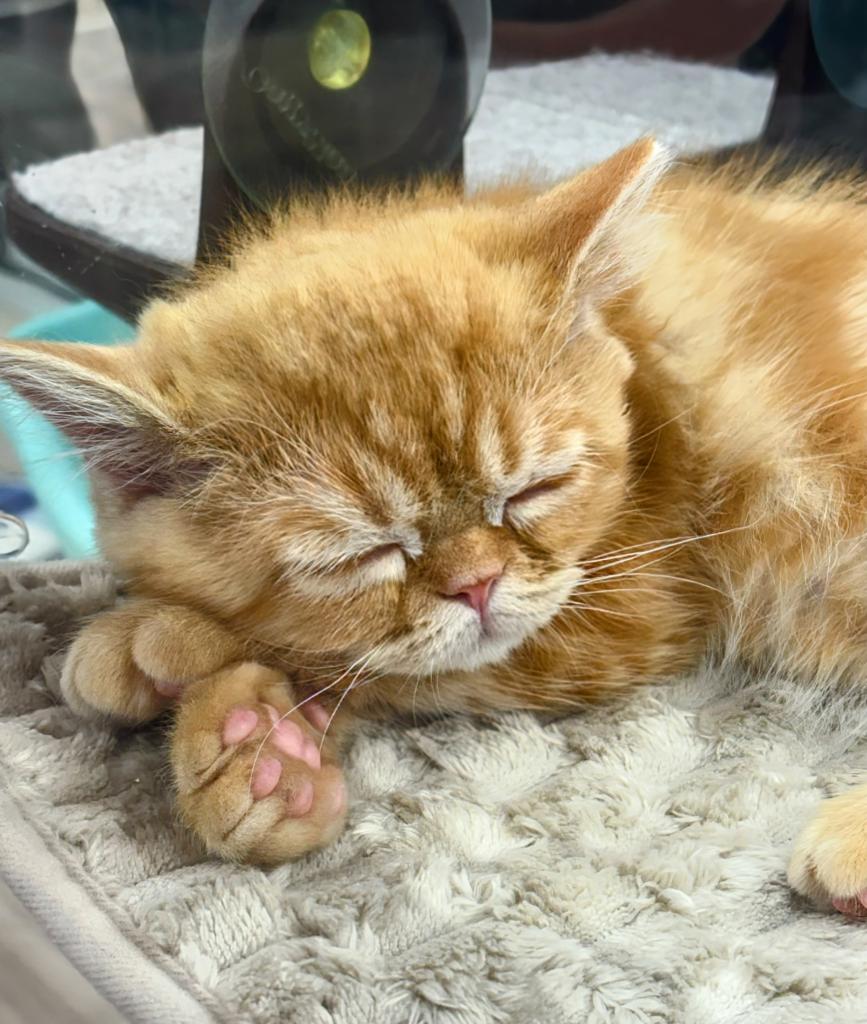 北海道のスコティッシュフォールド (ジャパンペッツトレーディング屯田店/2025年12月18日生まれ/男の子/レッドタビー)の子猫の4枚目の画像