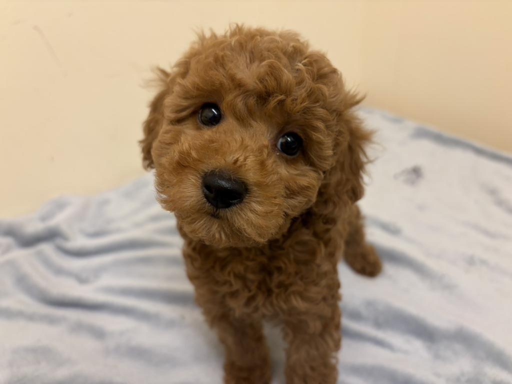 埼玉県のトイプードル(トイ) (ペットプラザ越谷大里店/2026年2月14日生まれ/女の子/レッド)の子犬の2枚目の画像