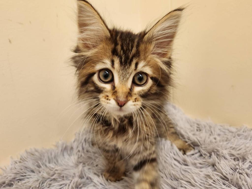 埼玉県のメインクーン (ペットプラザ越谷大里店/2026年2月7日生まれ/男の子/ブラウンタビー)の子猫の1枚目の画像