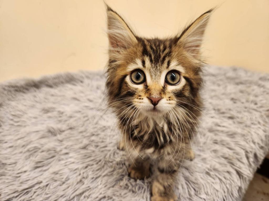 埼玉県のメインクーン (ペットプラザ越谷大里店/2026年2月7日生まれ/男の子/ブラウンタビー)の子猫の2枚目の画像