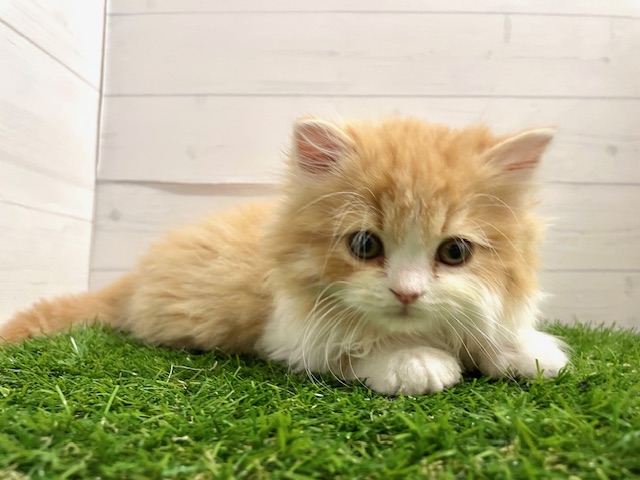 茨城県のスコティッシュフォールド (ペッツワン日立店/2025年11月30日生まれ/男の子/レッドタビーホワイト)の子猫