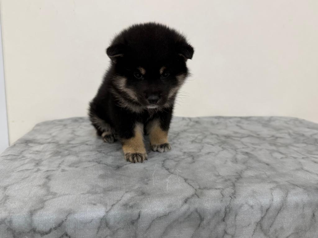2025年12月20日生まれの柴犬(標準サイズ)