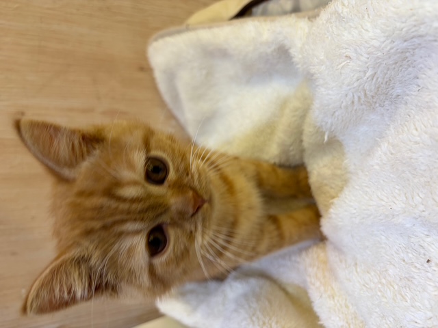 埼玉県のマンチカン (OneDo吹上店/2025年11月13日生まれ/男の子/レッドタビー)の子猫