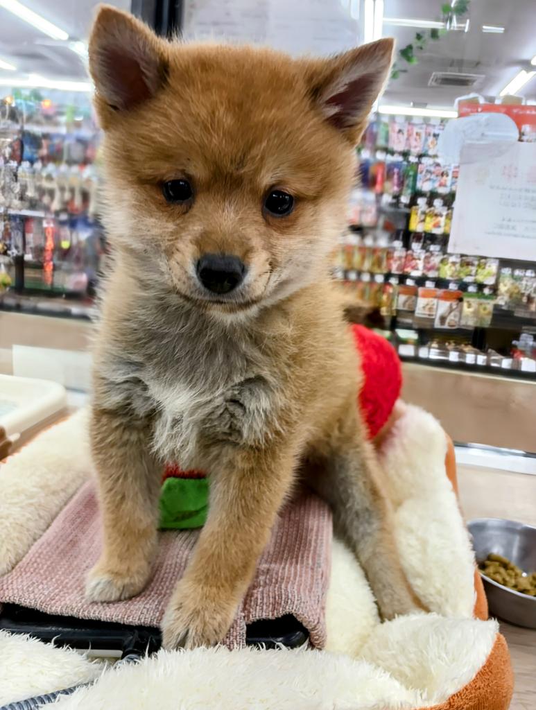 北海道のハーフ犬・ミックス犬 (ジャパンペッツトレーディング屯田店/2025年12月6日生まれ/男の子/赤)の子犬の1枚目の画像