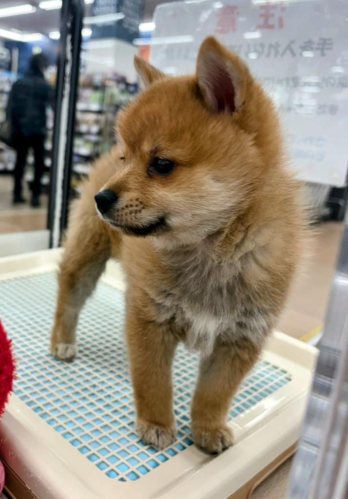 北海道のハーフ犬・ミックス犬 (ジャパンペッツトレーディング屯田店/2025年12月6日生まれ/男の子/赤)の子犬の2枚目の画像