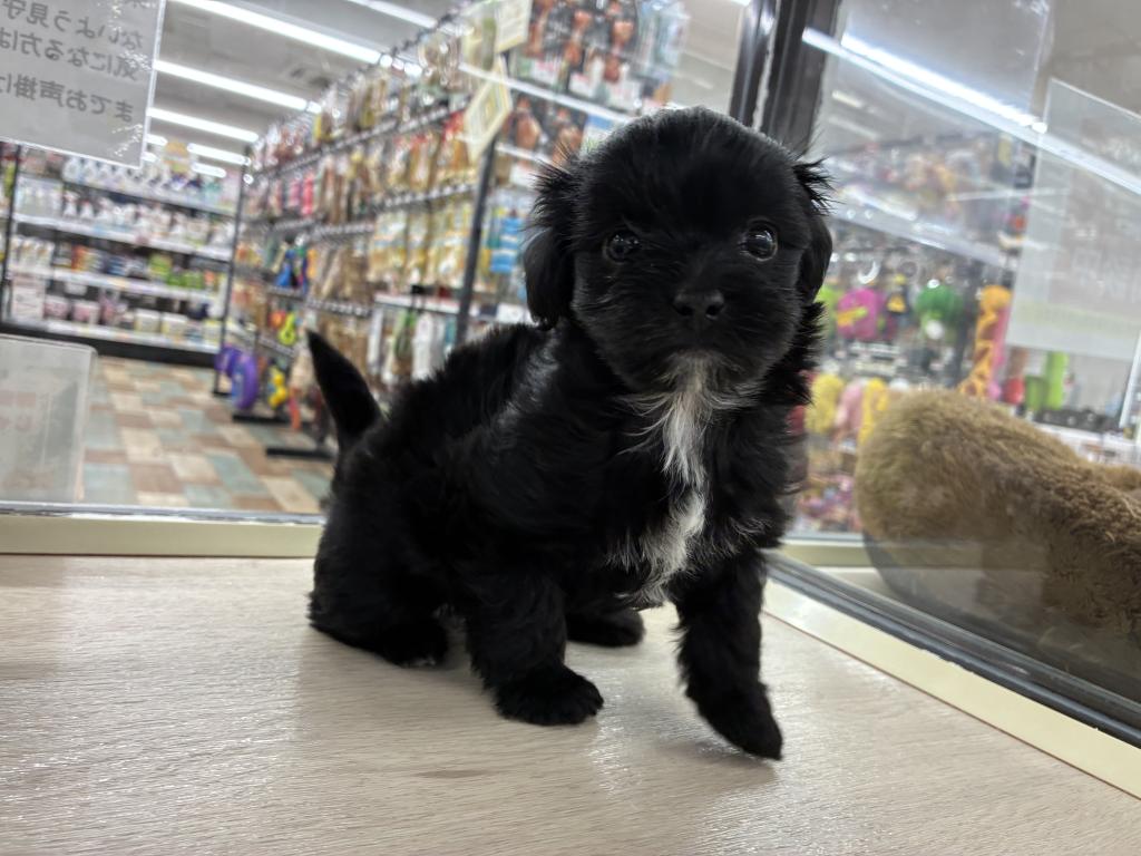 2025年12月19日生まれのチワプー/プーチー(チワワ×プードル)