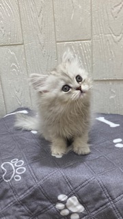 東京都のペルシャ (OneBuddy仙川店/2025年12月12日生まれ/女の子/チンチラシルバー)の子猫の1枚目の画像