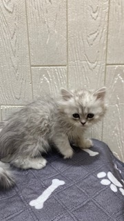 東京都のペルシャ (OneBuddy仙川店/2025年12月12日生まれ/女の子/チンチラシルバー)の子猫の2枚目の画像