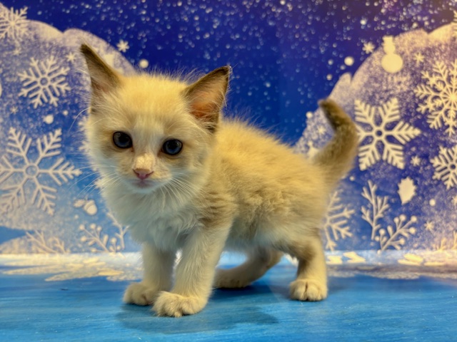 栃木県のラグドール (ペッツワン小山店/2026年1月24日生まれ/男の子/シールポイントバイカラー)の子猫の2枚目の画像