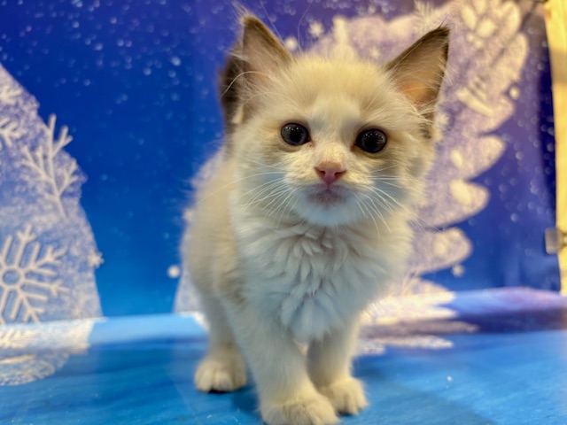 栃木県のラグドール (ペッツワン小山店/2026年1月24日生まれ/男の子/シールポイントバイカラー)の子猫の3枚目の画像