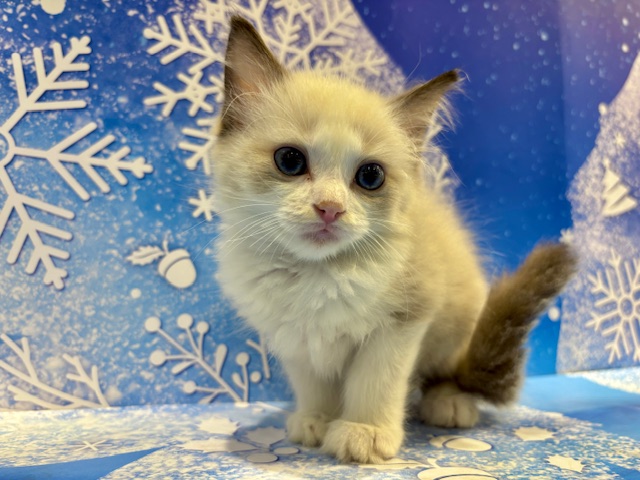 栃木県のラグドール (ペッツワン小山店/2026年1月24日生まれ/男の子/シールポイントバイカラー)の子猫の4枚目の画像