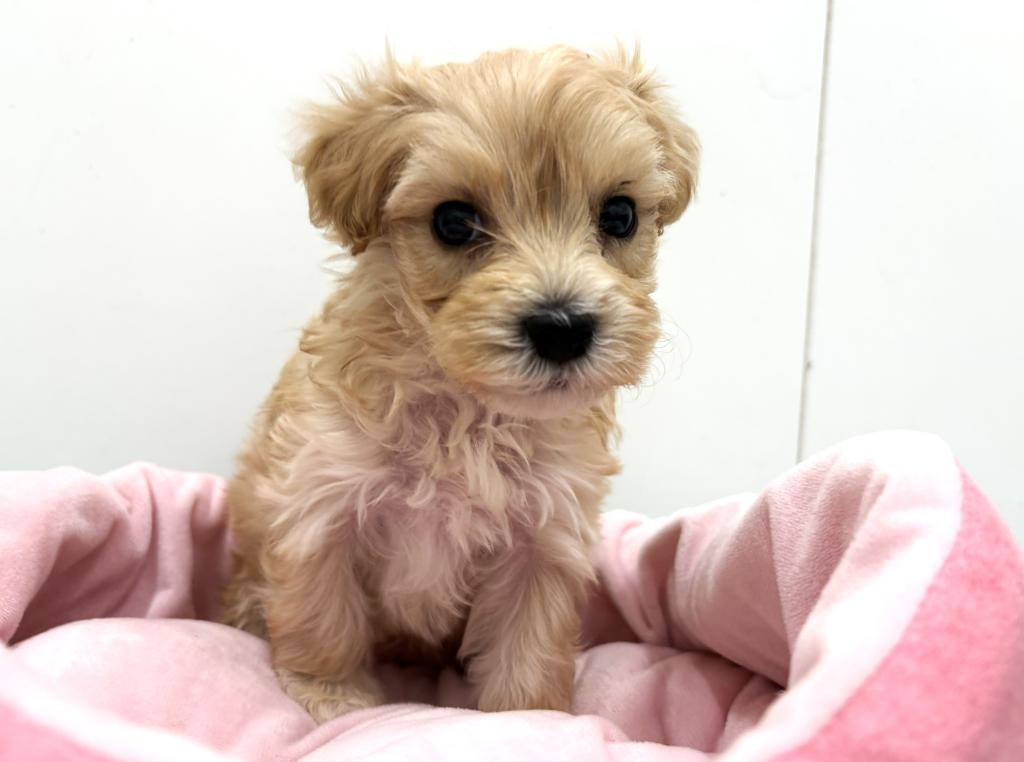 栃木県のマルプー(マルチーズ×プードル) (ペッツワン宇都宮平出店/2025年12月19日生まれ/男の子/アプリコット)の子犬の3枚目の画像