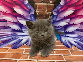 千葉県のスコティッシュフォールド (ペッツワン富津店/2026年1月8日生まれ/男の子/ブルー)の子猫の1枚目の画像