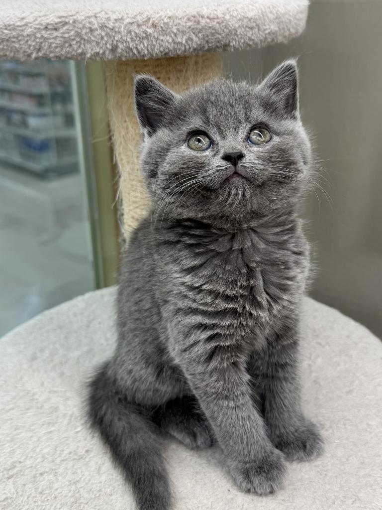 千葉県のスコティッシュフォールド (ペッツワン富津店/2026年1月8日生まれ/男の子/ブルー)の子猫の2枚目の画像