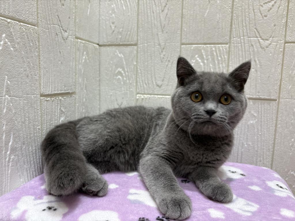 東京都のスコティッシュフォールド (OneBuddy仙川店/2026年1月8日生まれ/男の子/ブルー)の子猫の3枚目の画像