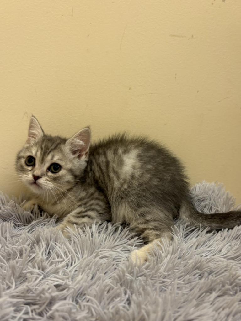 埼玉県のブリティッシュショートヘアー (ペットプラザ越谷大里店/2025年12月4日生まれ/女の子/ブルータビー)の子猫の1枚目の画像