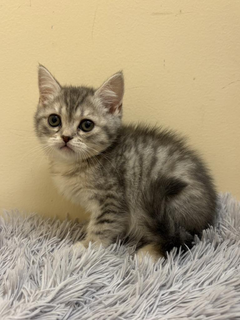 埼玉県のブリティッシュショートヘアー (ペットプラザ越谷大里店/2025年12月4日生まれ/女の子/ブルータビー)の子猫の2枚目の画像