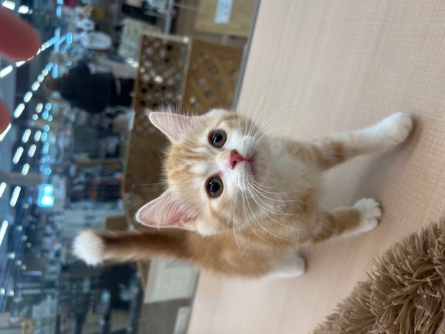 千葉県のミヌエット (ペッツワン木更津金田店/2025年12月3日生まれ/男の子/レッドタビーホワイト)の子猫の2枚目の画像