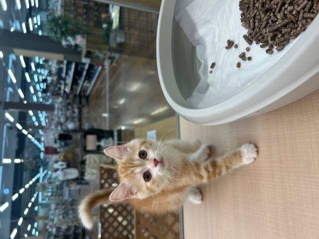 千葉県のミヌエット (ペッツワン木更津金田店/2025年12月3日生まれ/男の子/レッドタビーホワイト)の子猫の3枚目の画像