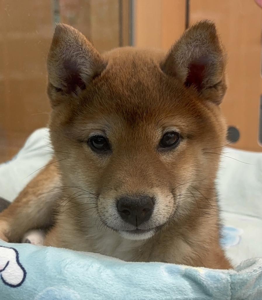 茨城県の柴犬(標準サイズ) (ペットアミ桜川店/2025年12月6日生まれ/女の子/赤)の子犬の1枚目の画像