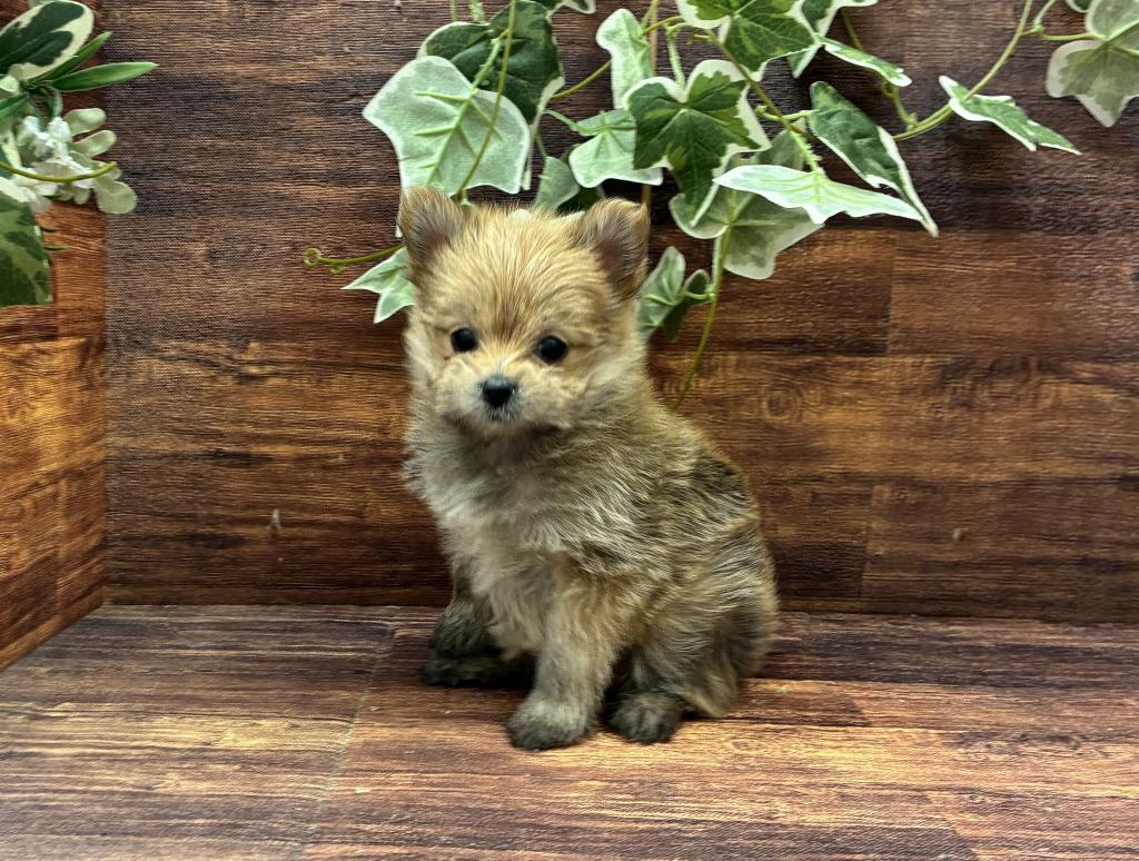 千葉県のハーフ犬・ミックス犬 (ペッツワン市原店/2025年11月28日生まれ/女の子/レッド)の子犬