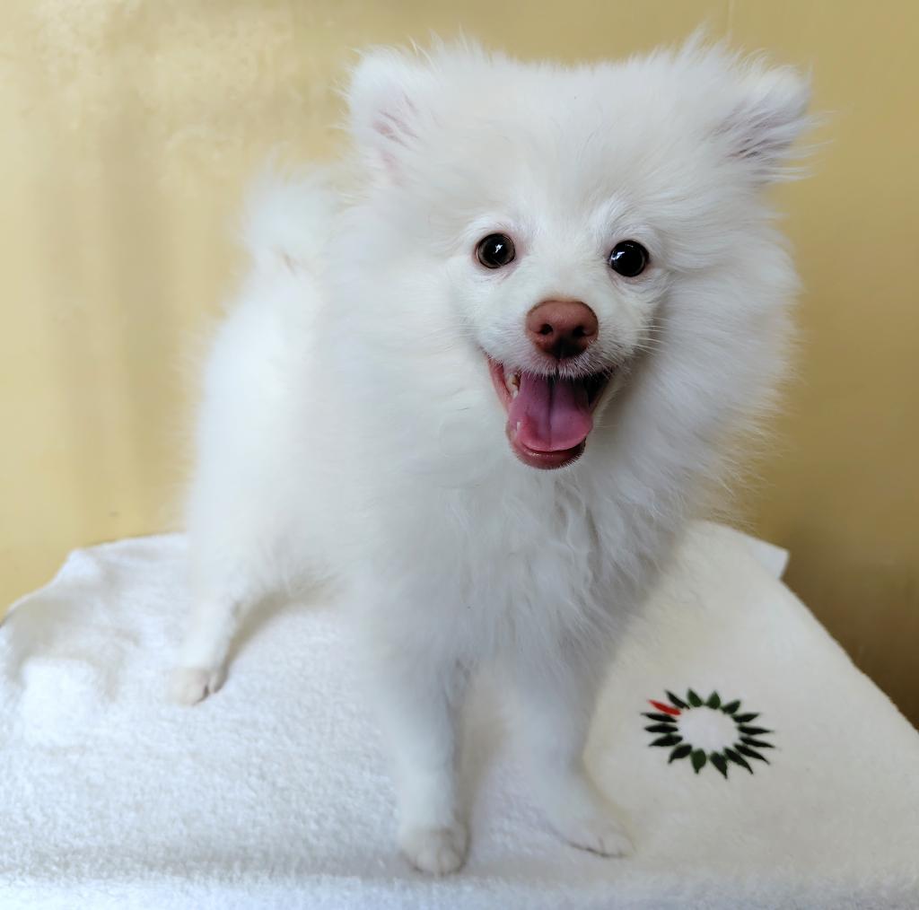 茨城県のポメラニアン (OneBuddyトモニー水戸店/2025年12月6日生まれ/男の子/クリーム)の子犬の2枚目の画像