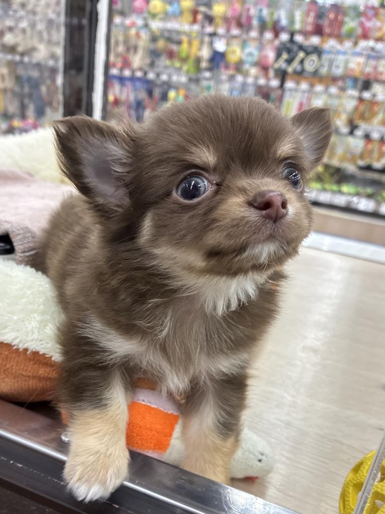 北海道のチワワ(ロング) (ジャパンペッツトレーディング屯田店/2025年12月7日生まれ/男の子/チョコレートタンホワイト)の子犬の2枚目の画像