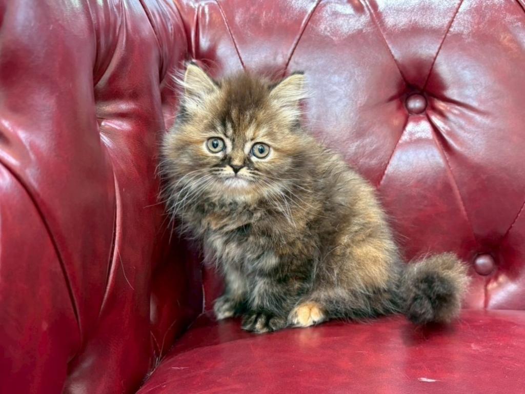 茨城県のマンチカン (OneBuddy佐原東店/2025年12月14日生まれ/女の子/ブラウンパッチドタビーホワイト)の子猫の1枚目の画像