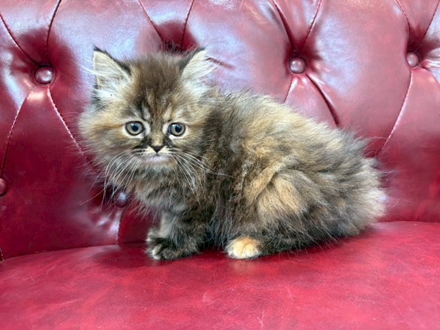 茨城県のマンチカン (OneBuddy佐原東店/2025年12月14日生まれ/女の子/ブラウンパッチドタビーホワイト)の子猫の2枚目の画像