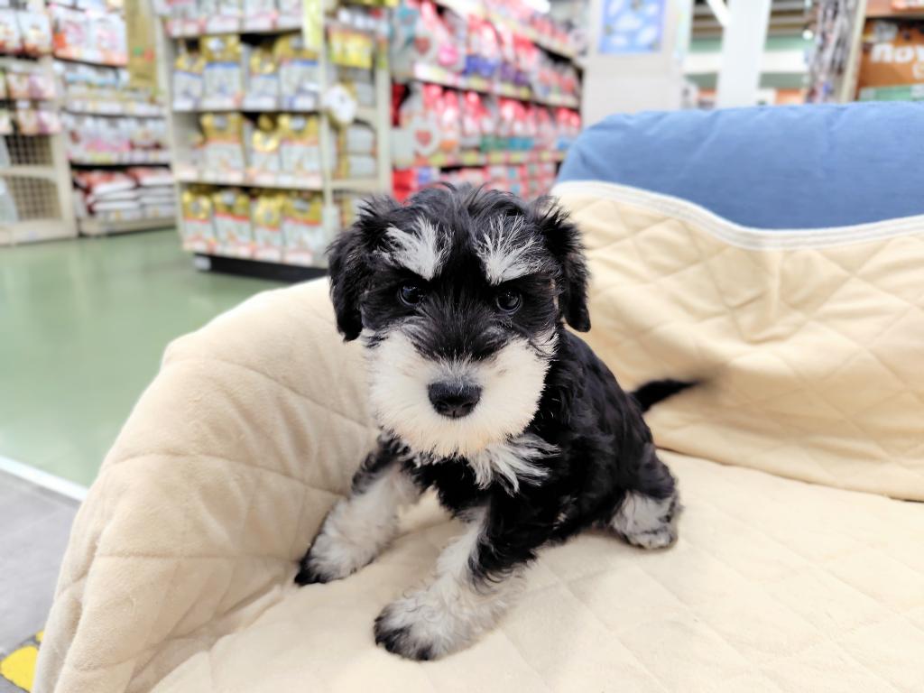 茨城県のミニチュアシュナウザー (OneBuddyトモニー水戸店/2026年1月17日生まれ/女の子/ブラックシルバー)の子犬