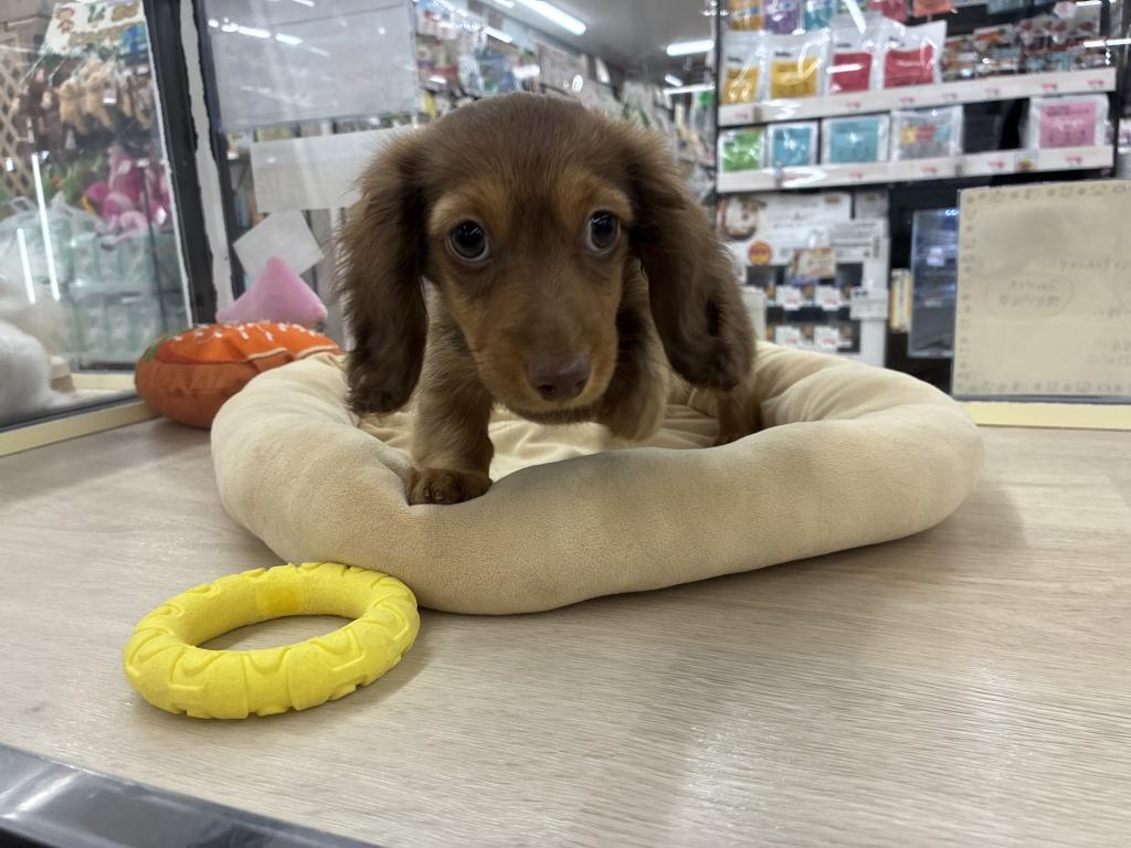 北海道のミニチュアダックスフンド(ロング) (ジャパンペッツトレーディング新発寒店/2026年1月8日生まれ/女の子/チョコレートタン)の子犬の2枚目の画像