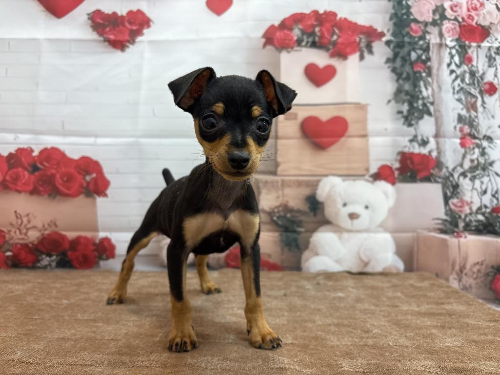 茨城県のミニチュアピンシャー (ペットアミ鹿嶋店/2025年12月19日生まれ/男の子/ブラックタン)の子犬の1枚目の画像