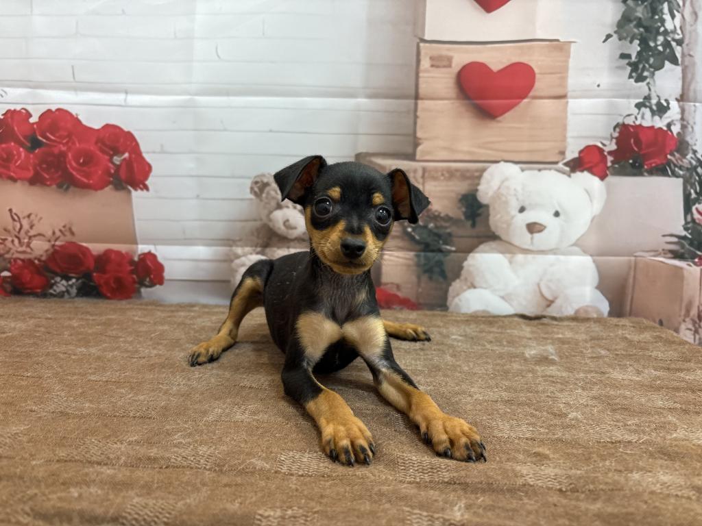 茨城県のミニチュアピンシャー (ペットアミ鹿嶋店/2025年12月19日生まれ/男の子/ブラックタン)の子犬の2枚目の画像