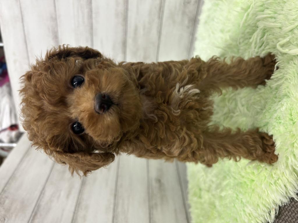 茨城県のトイプードル(トイ) (OneBuddyトモニーつくば店/2026年1月24日生まれ/女の子/レッド)の子犬の1枚目の画像