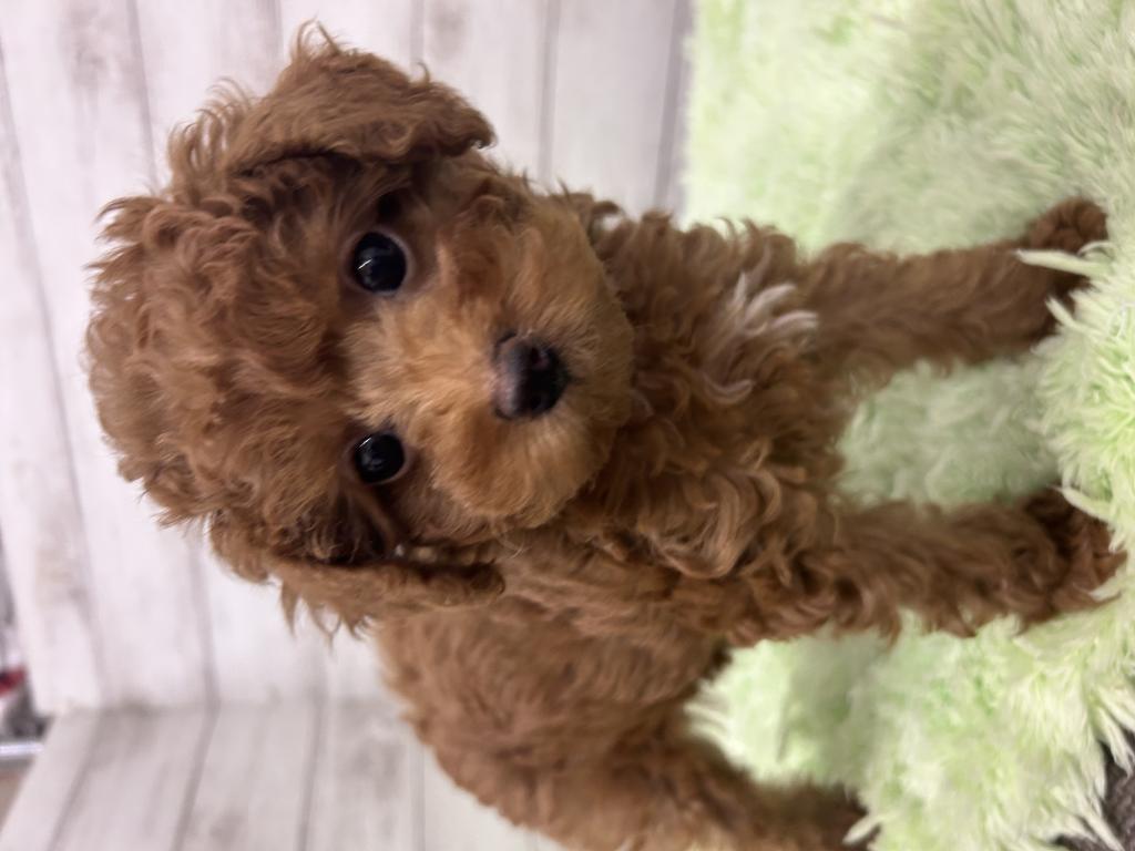 茨城県のトイプードル(トイ) (OneBuddyトモニーつくば店/2026年1月24日生まれ/女の子/レッド)の子犬の2枚目の画像