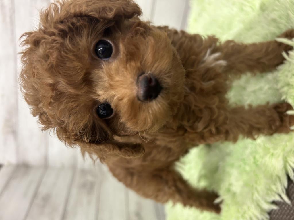 茨城県のトイプードル(トイ) (OneBuddyトモニーつくば店/2026年1月24日生まれ/女の子/レッド)の子犬の3枚目の画像