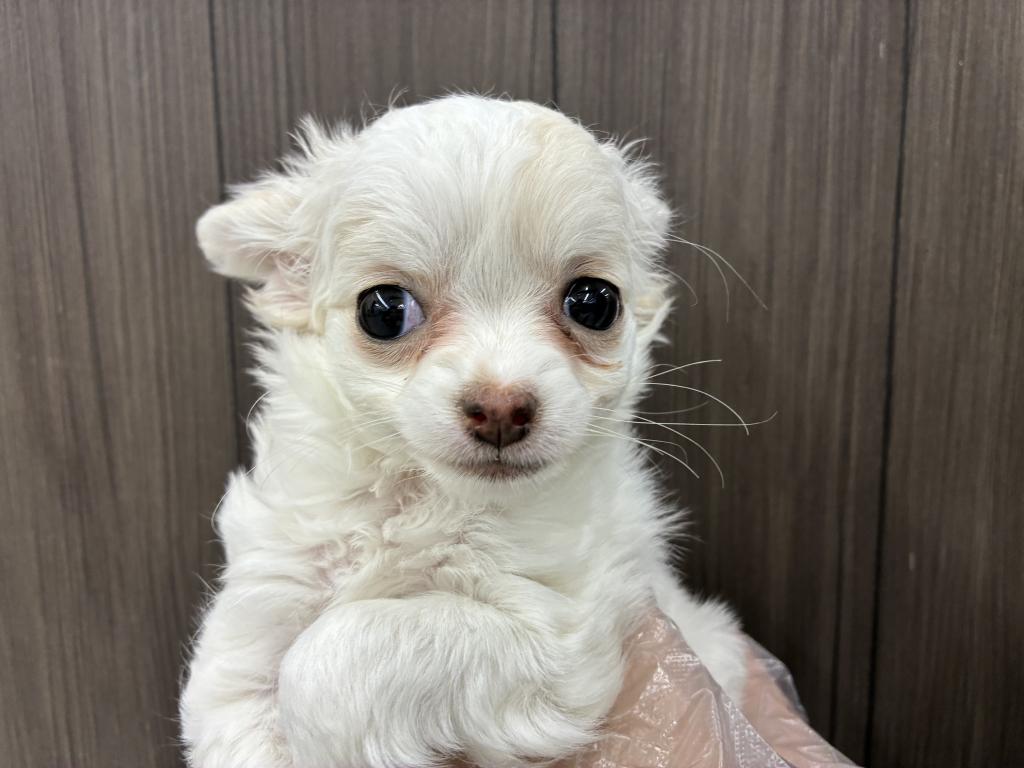 北海道のチワワ(ロング) (ジャパンペッツトレーディング音更店/2026年1月14日生まれ/女の子/ホワイトクリーム)の子犬