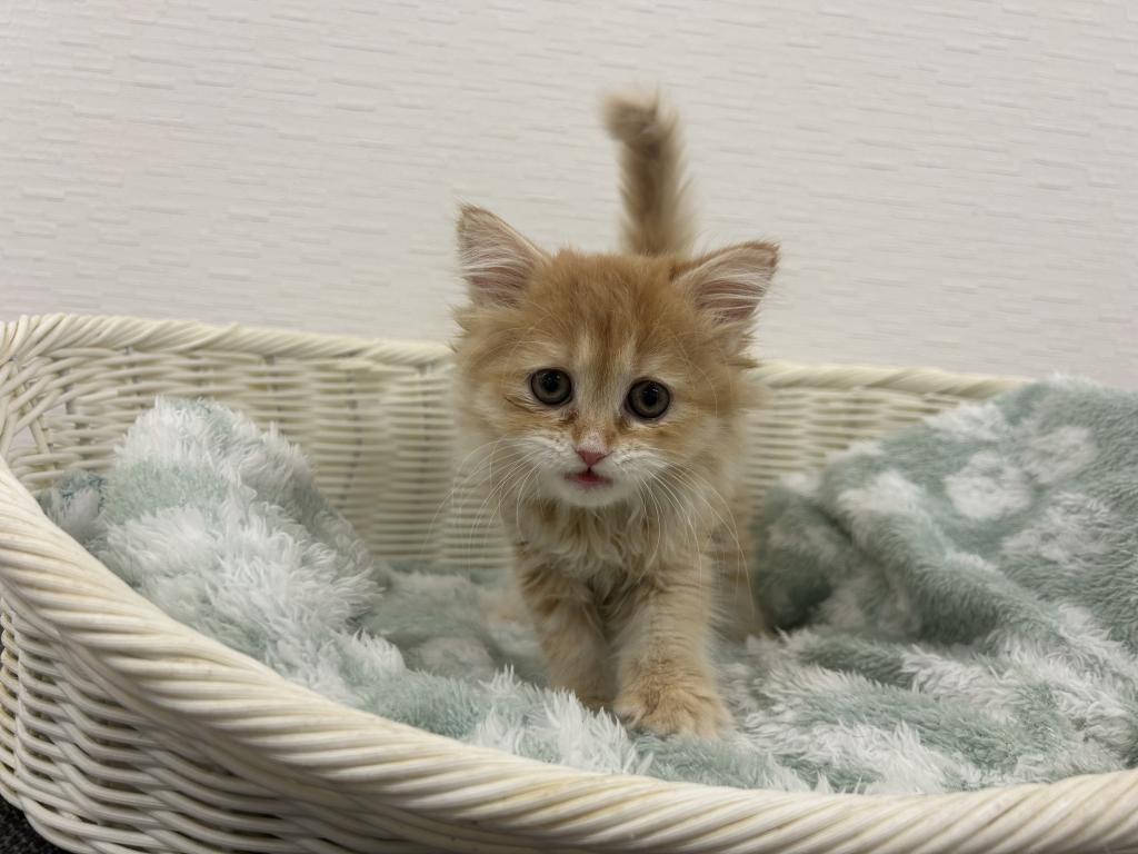 埼玉県のラガマフィン (OneBuddy宮代店/2026年1月25日生まれ/女の子/レッドタビーホワイト)の子猫