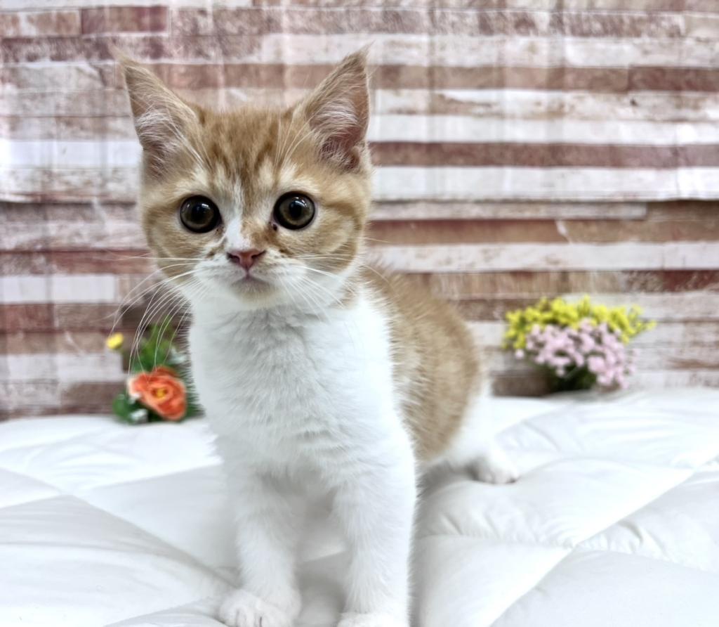 茨城県のマンチカン (ペッツワン石岡玉里店/2026年1月21日生まれ/女の子/レッドマッカレルタビーホワイト)の子猫の2枚目の画像